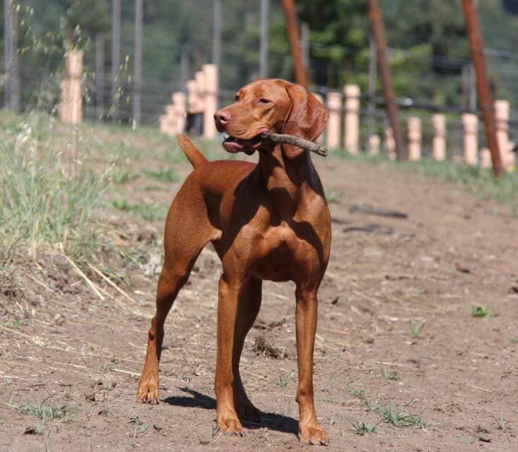 Vizsla dog standing in the yard with a branch in its mouth.