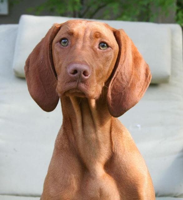 Close-up head photo of a Vizsla dog.