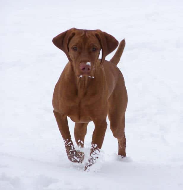 Vizsla dog in the snow.