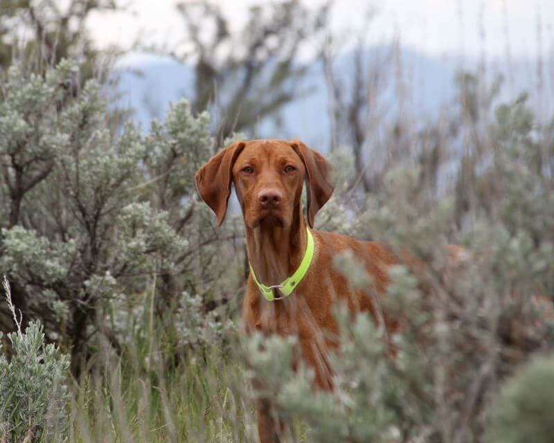 Vizsla dog standing in the field.