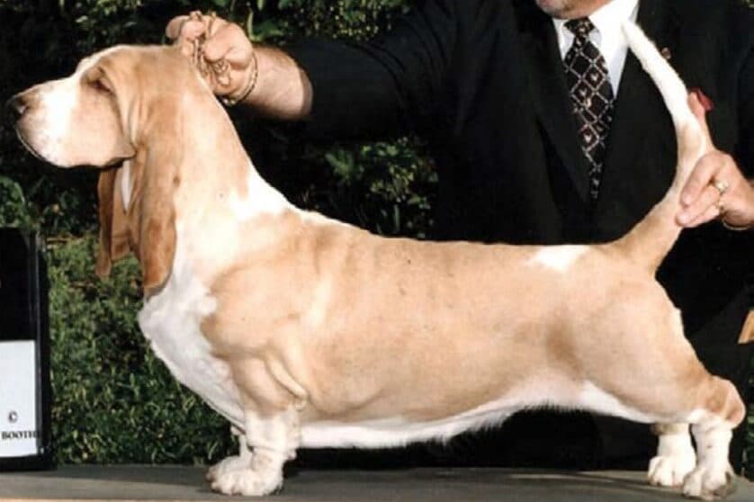 Basset Hound stacked on a dog show podium