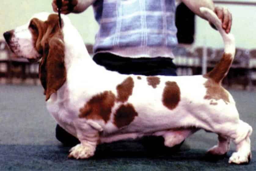 Basset Hound stacked on a dog show podium