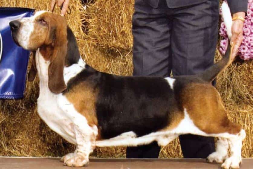Basset Hound stacked on a dog show podium