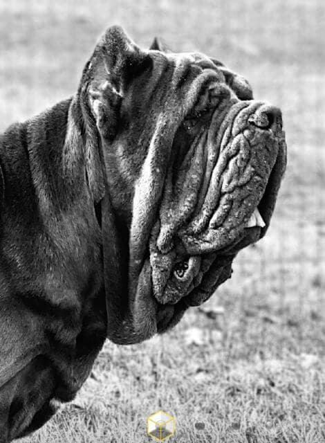 Neapolitan Mastiff
