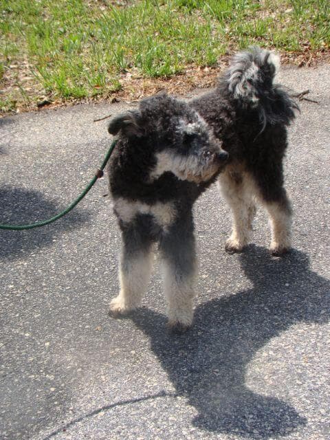 Pumi