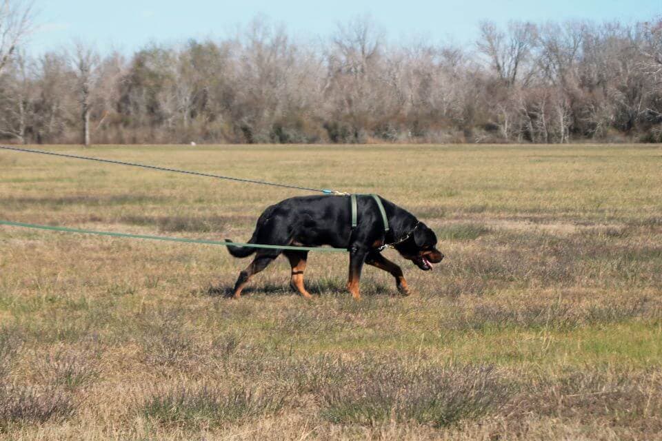 Rottweiler