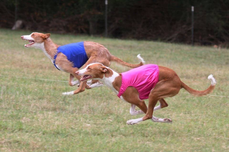 Ibizan Hound