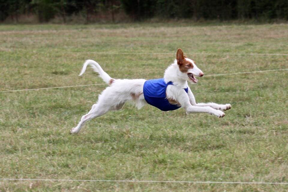 Ibizan Hound