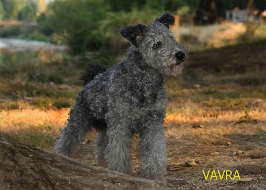 Pumi