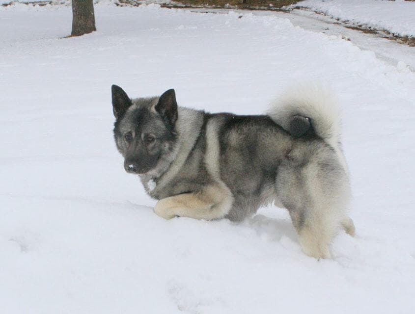 Norwegian Elkhound
