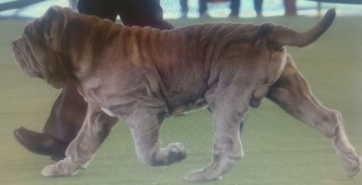 Neapolitan Mastiff