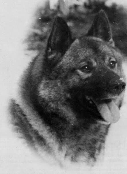 The Norwegian Elkhound – Hunter, Athlete