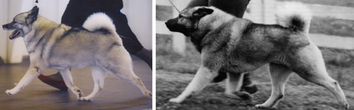 Different veteran bitch side gait