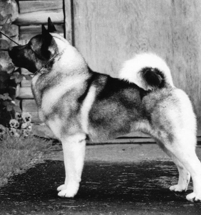 Black and white side photo of a Norwegian Elkhound