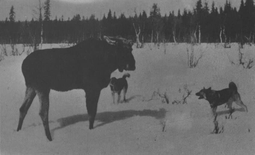The Norwegian Elkhound – Hunter, Athlete