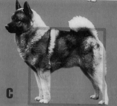 Norwegian Elkhound: Illustrated square