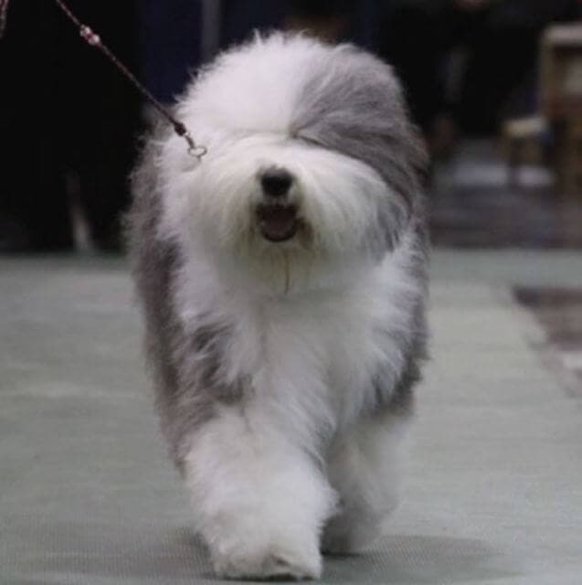 Old English Sheepdog