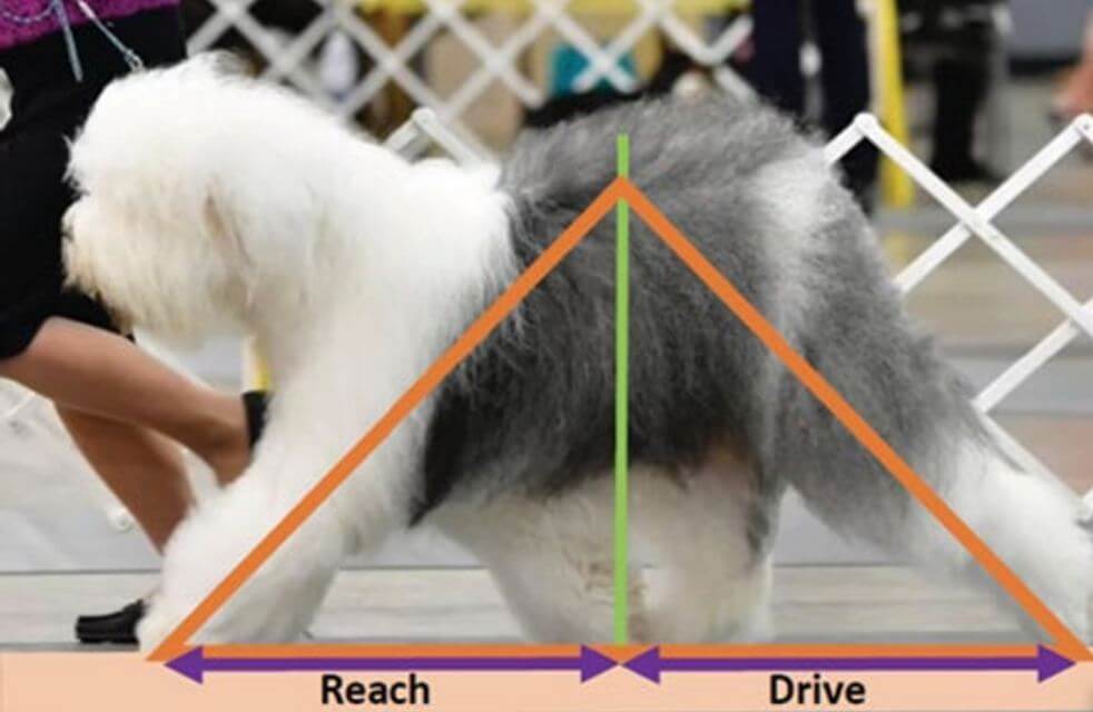 Old English Sheepdog