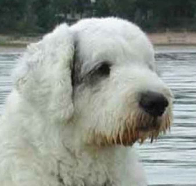 Old English Sheepdog