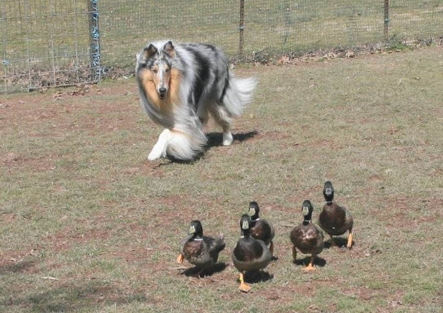 Collie