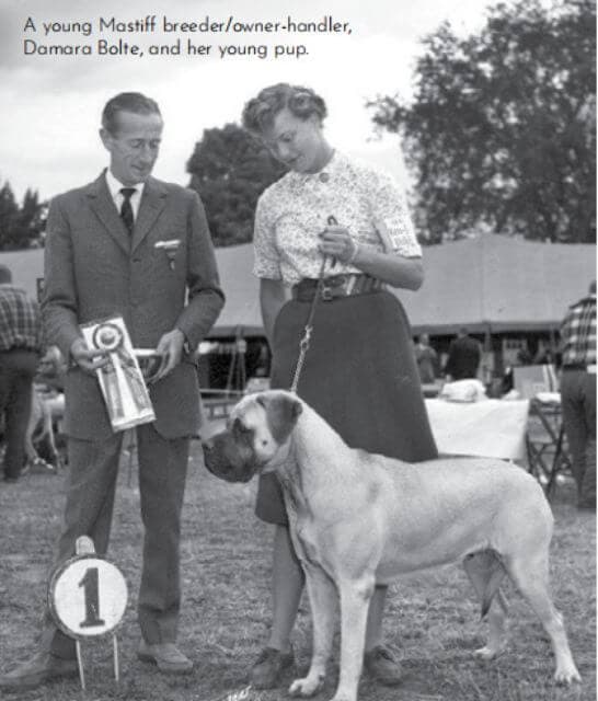 Mastiff