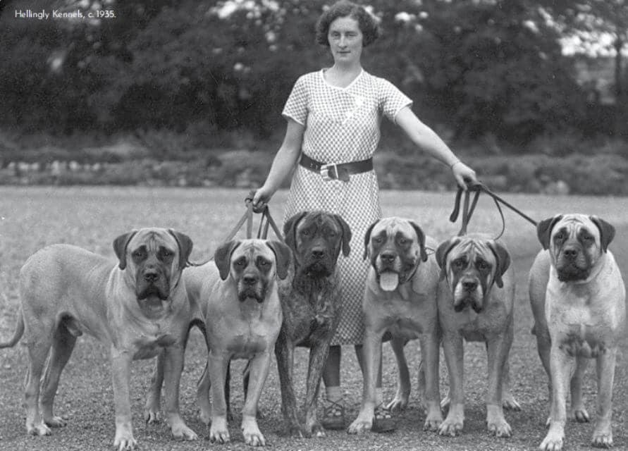Mastiff