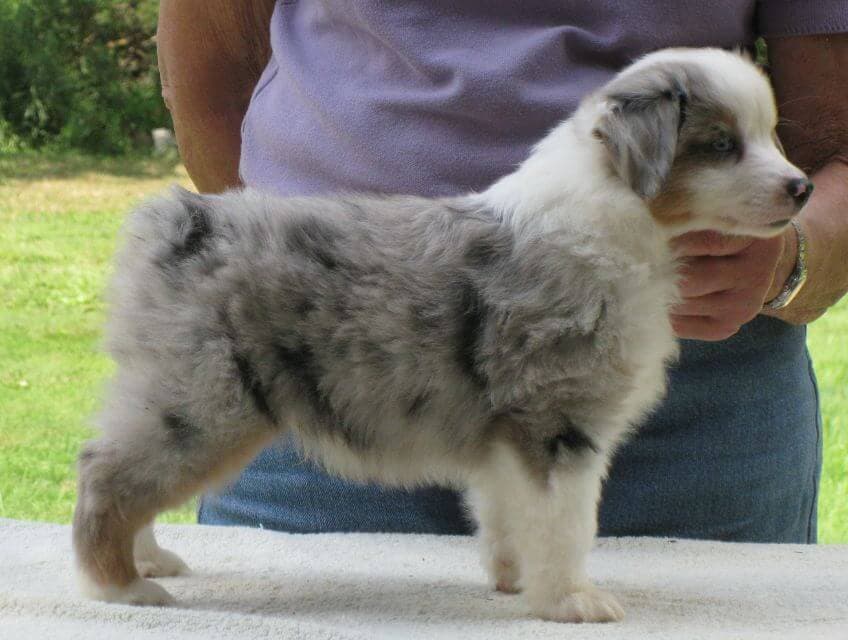 Miniature American Shepherd