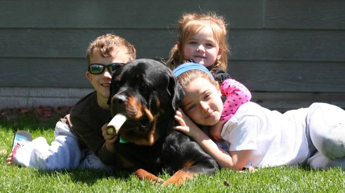 Rottweiler