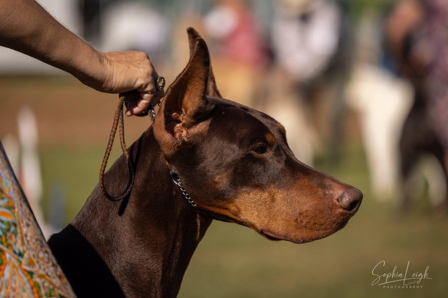 Hanover Kennel Club (11)
