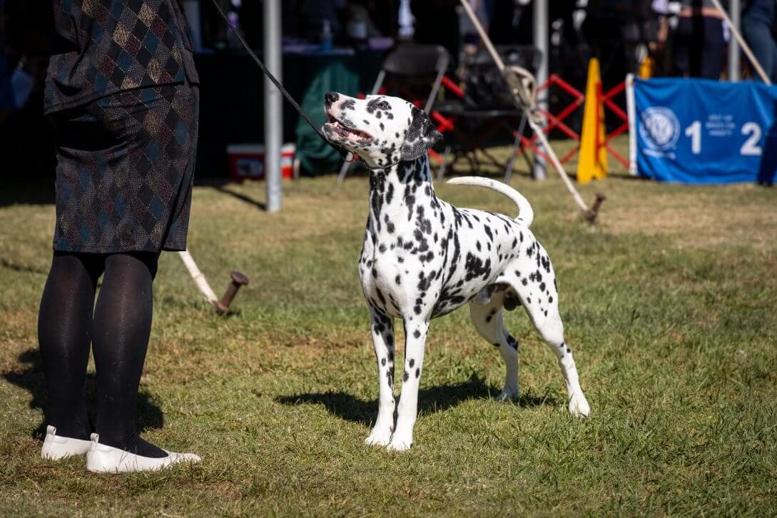 Hanover Kennel Club (12)