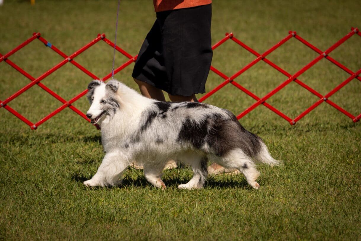 Hanover Kennel Club (2)