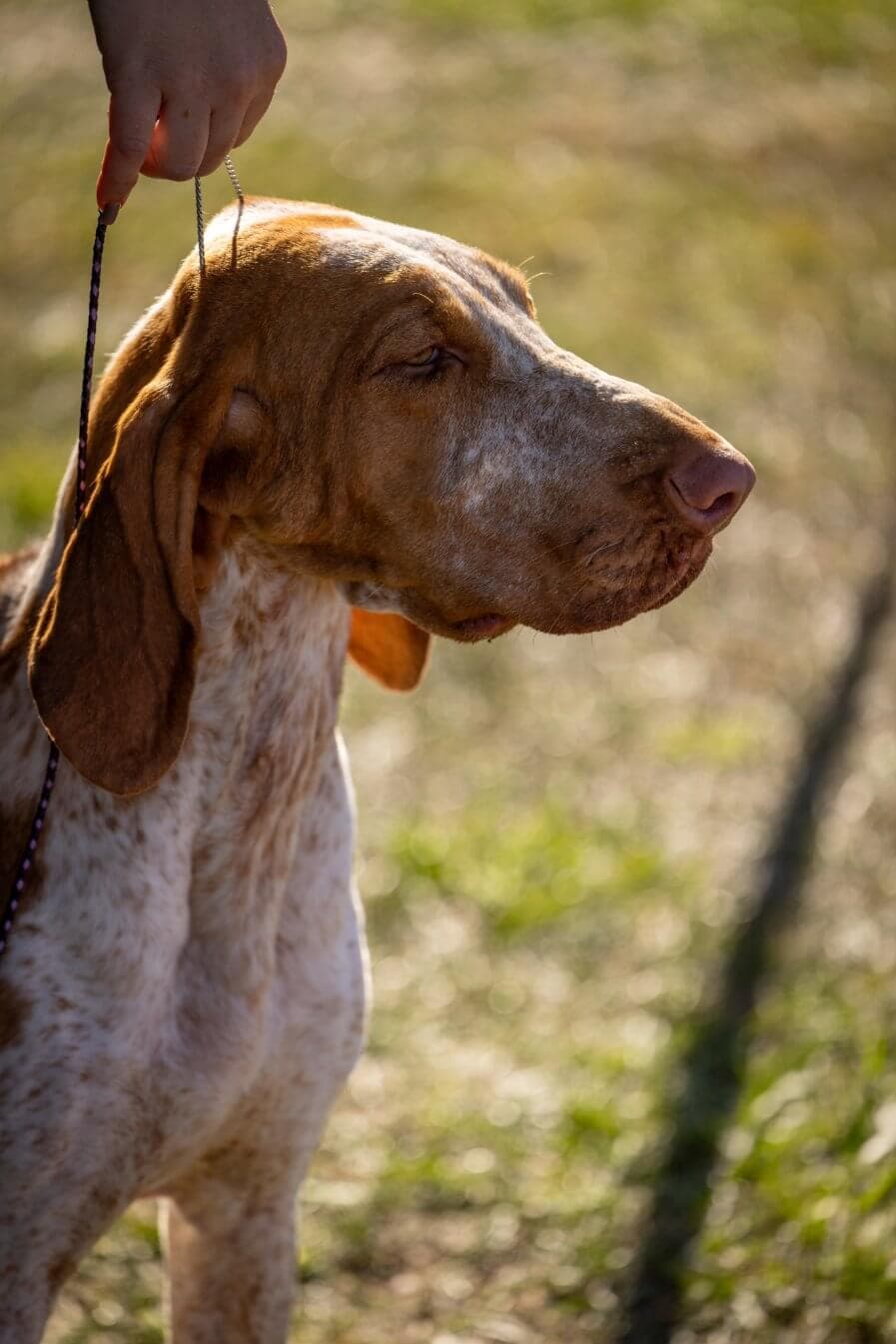 Hanover Kennel Club (3)