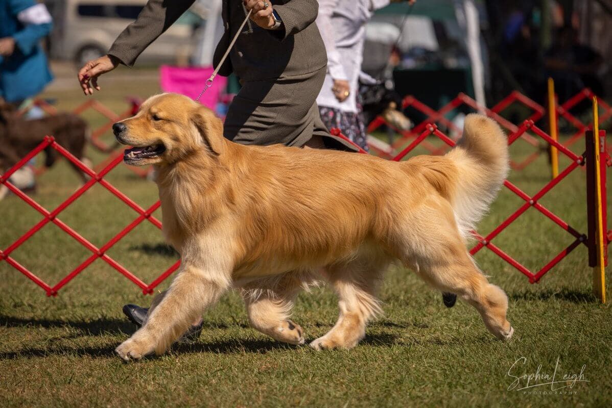 Hanover Kennel Club (7)