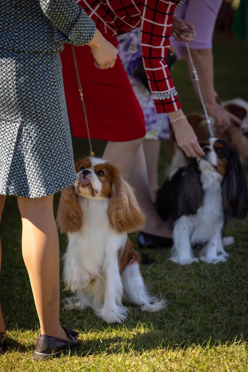 Hanover Kennel Club (8)
