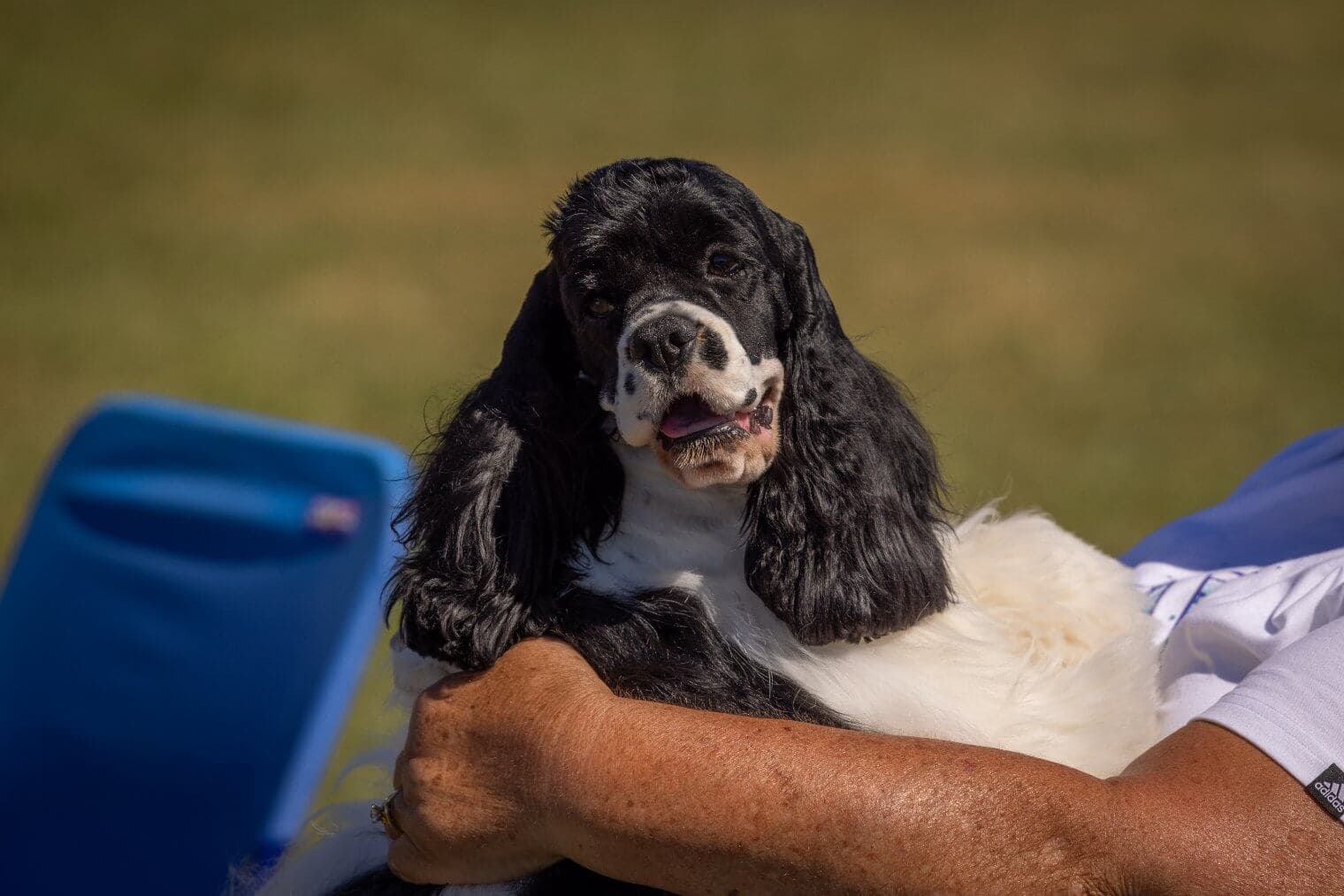 Hanover Kennel Club (9)