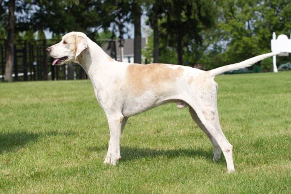 English Foxhound