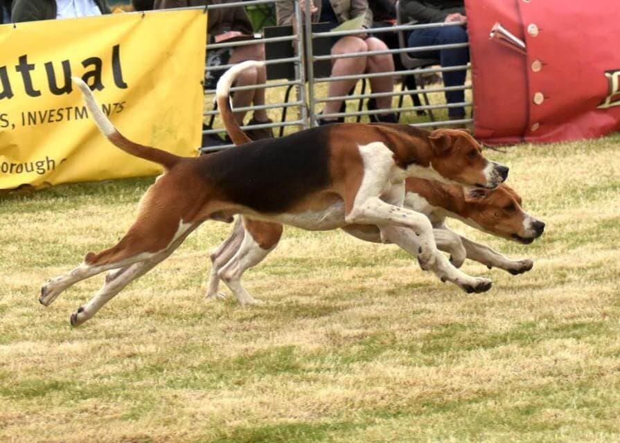 English Foxhound
