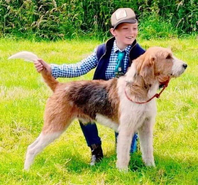 English Foxhound