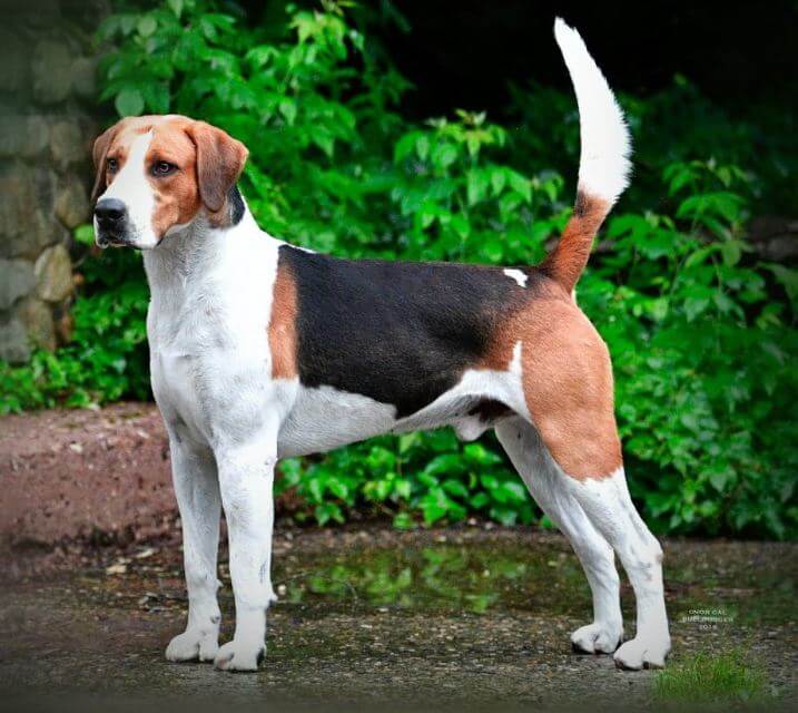 English Foxhound