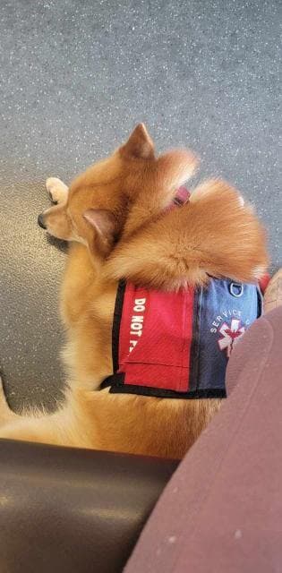 Finnish Spitz