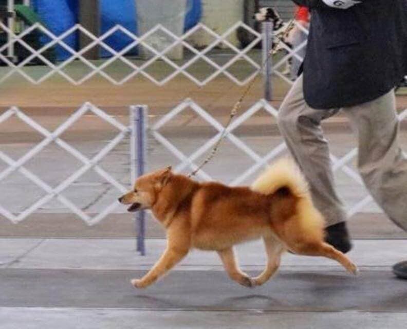 CH DV9K9’s Kulta Lahja Of Kwontumleap RATN (Goldie)