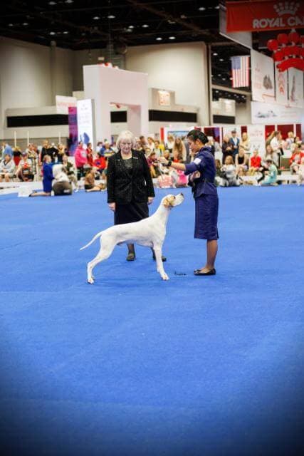 Lila Holberg at the 2024 AKC National Championship
