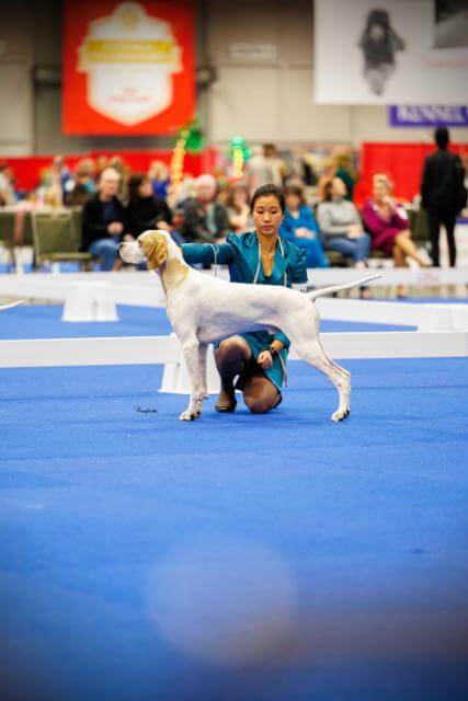 Lila Holberg at the 2024 AKC National Championship