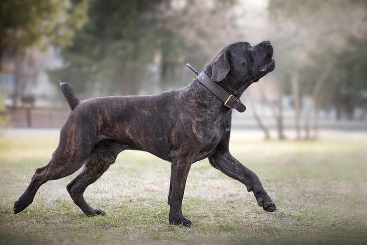 Boerboel