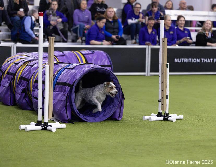 Tayto happily zooming out the tunnel, finishing the Standard Round at TheWestminster Kennel Club Dog Show in New York, February 15, 2025. photo by Dianne Ferre