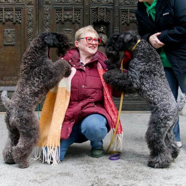 Irish kisses from Kerries Earnie and Jinx for Tracy Campanella.photo by Margaret Foxmoore