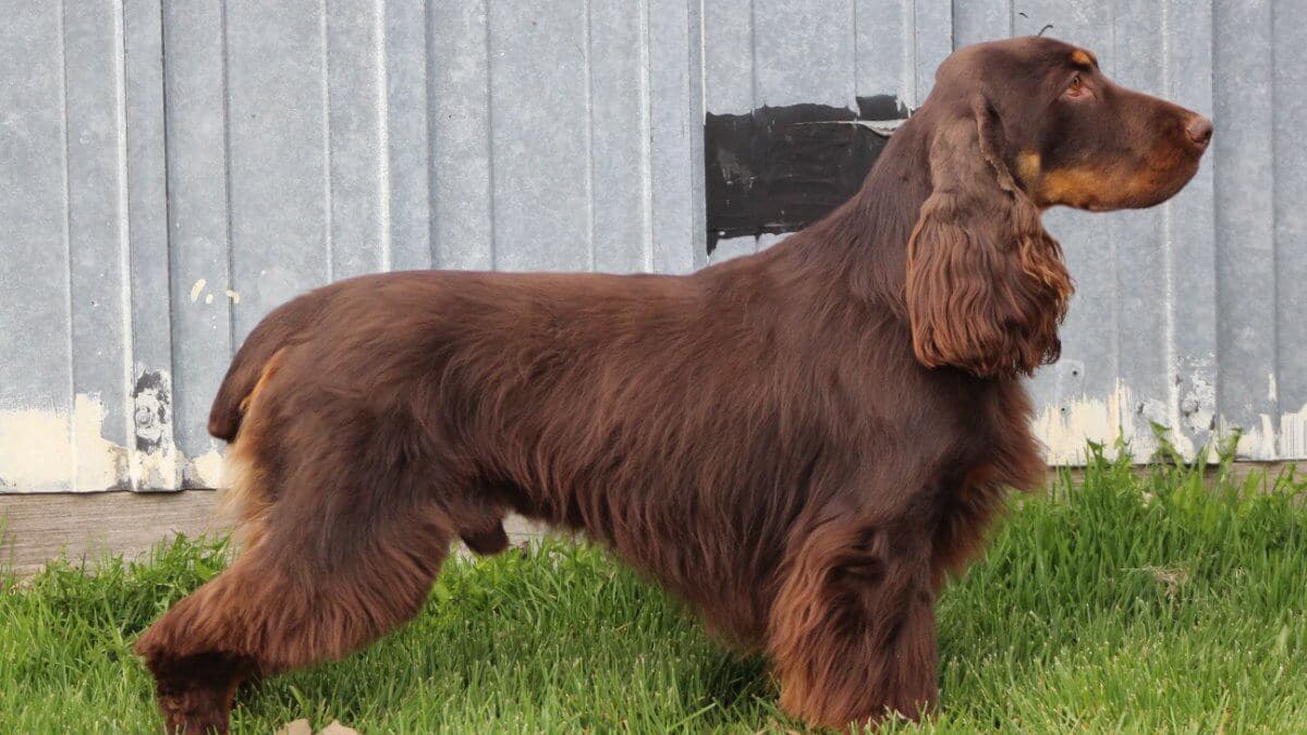Field Spaniel