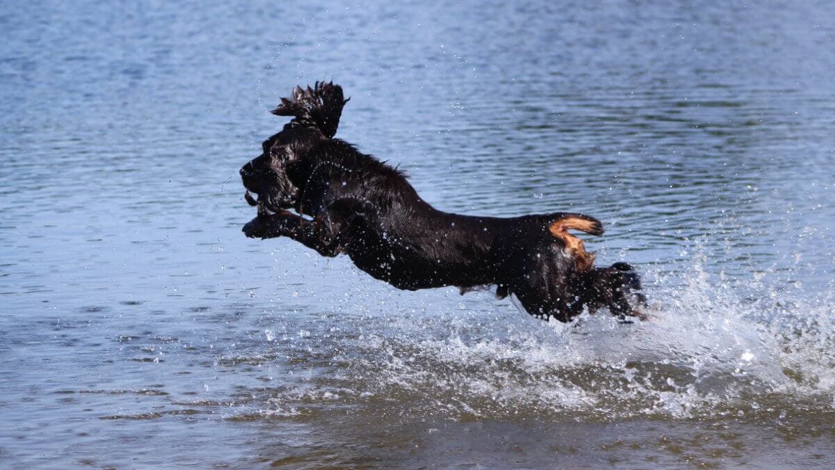 Field Spaniel