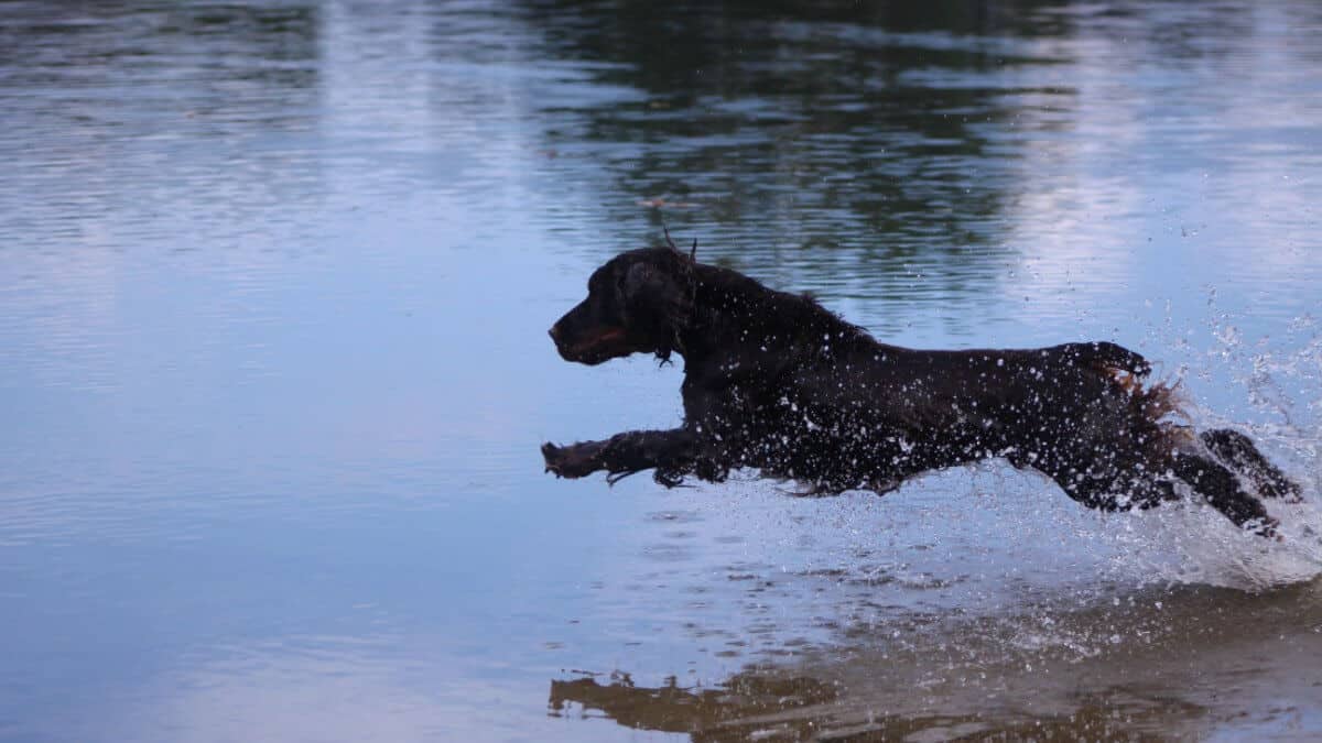 Field Spaniel