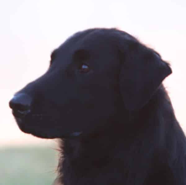 Head photo of a Flat-Coated Retriever dog.
